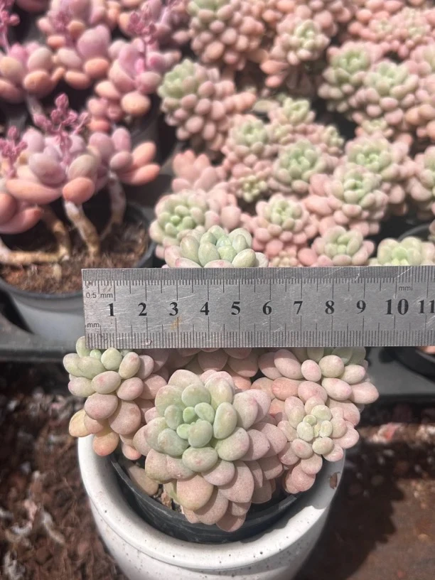 多肉 3S鱼子酱 带崽发货 嫌小勿拍 掉叶不售后