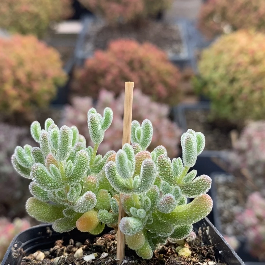 优选冰晶5017枝干番杏