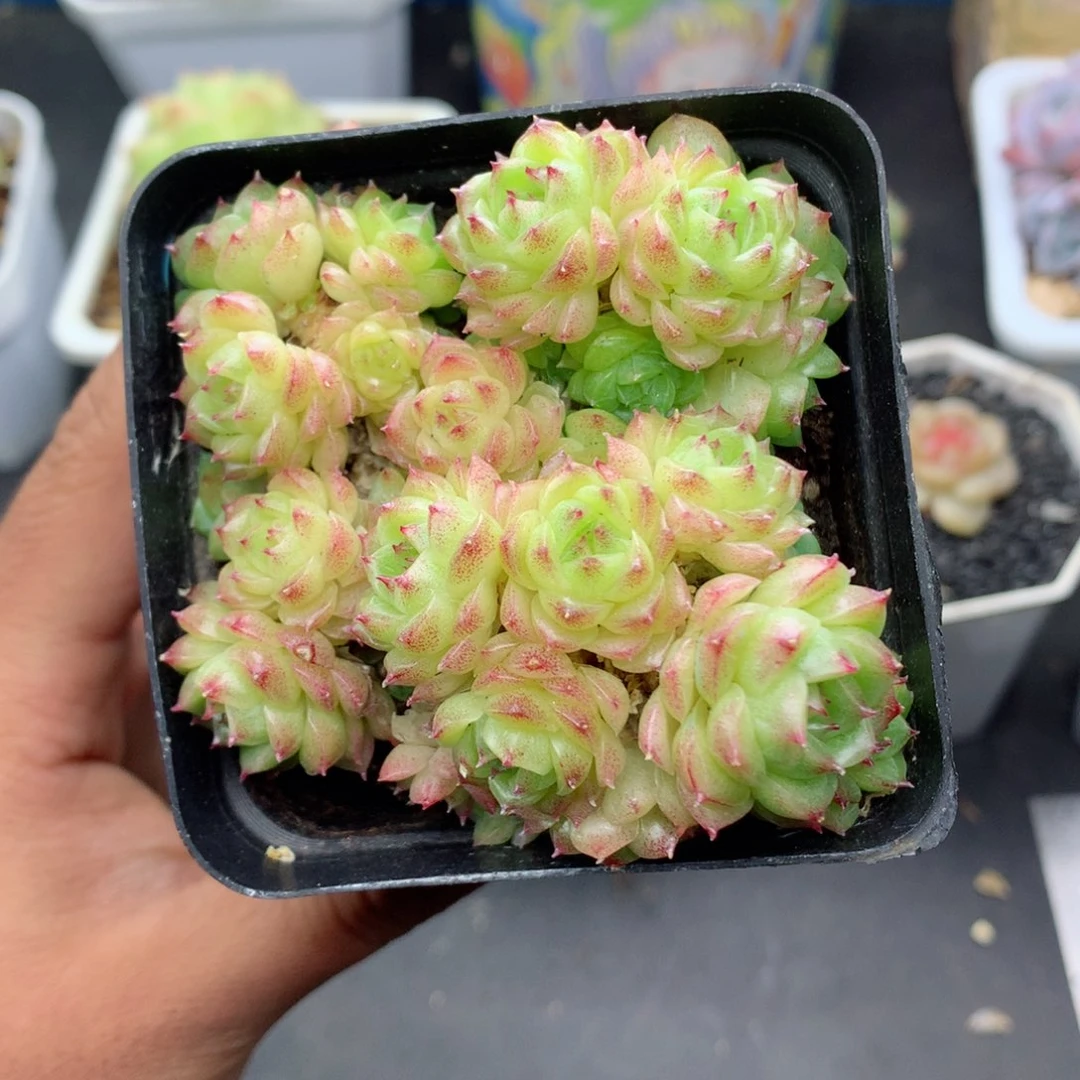 58包邮 群生不包整72