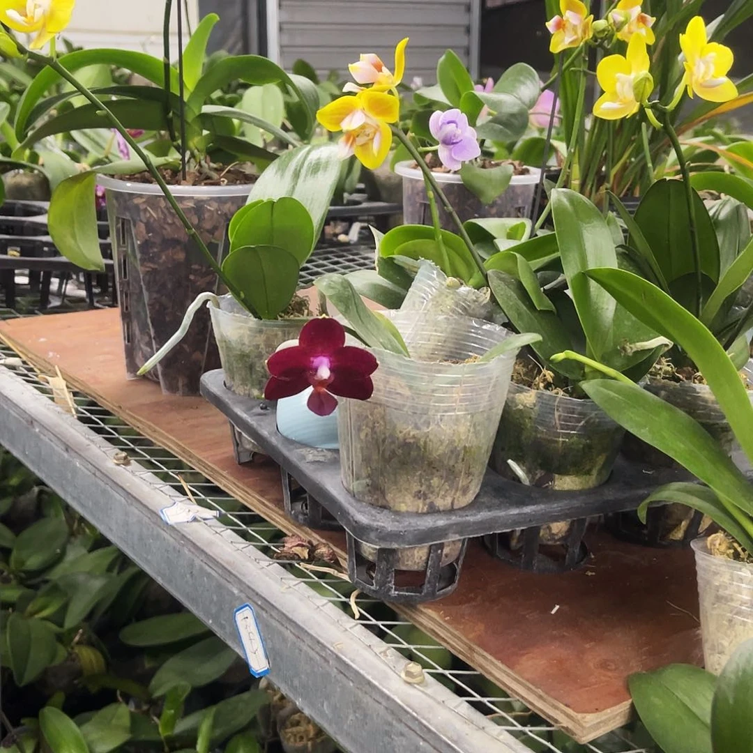 当前无花栽培后可以开花天**才双剑鹰瑕疵➕黄金豹