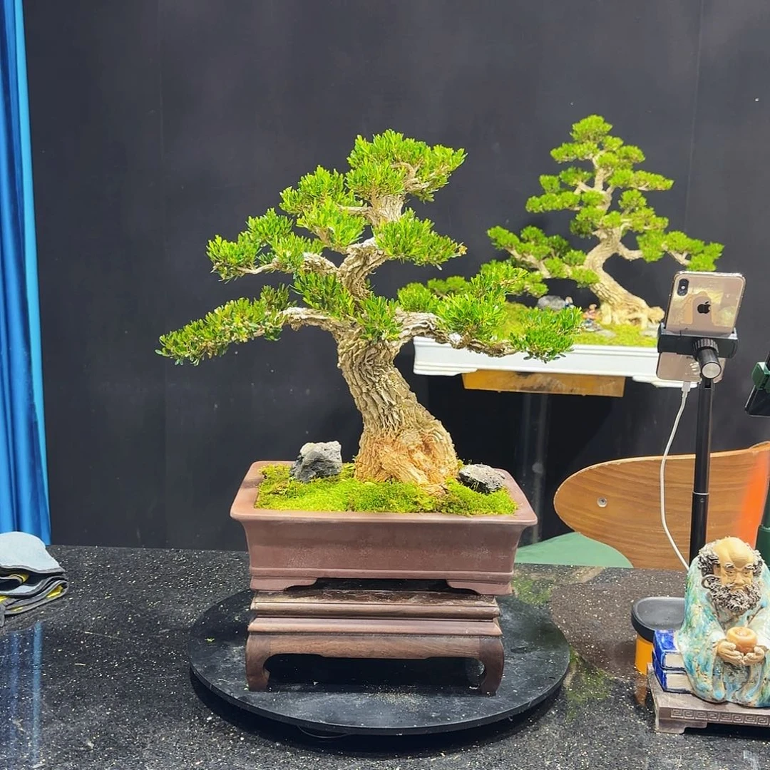 黄杨室内室外盆景