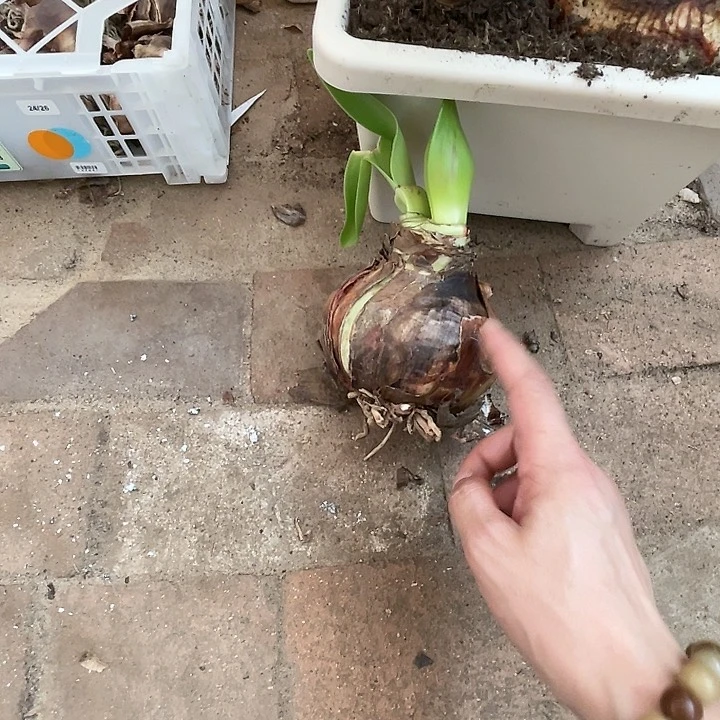 直播间霸王龙瑕疵一个