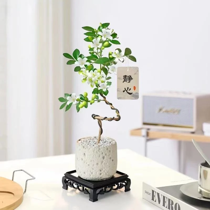造型九里香盆栽办公室内桌面绿植茶几摆件四季开花情绪植物花卉