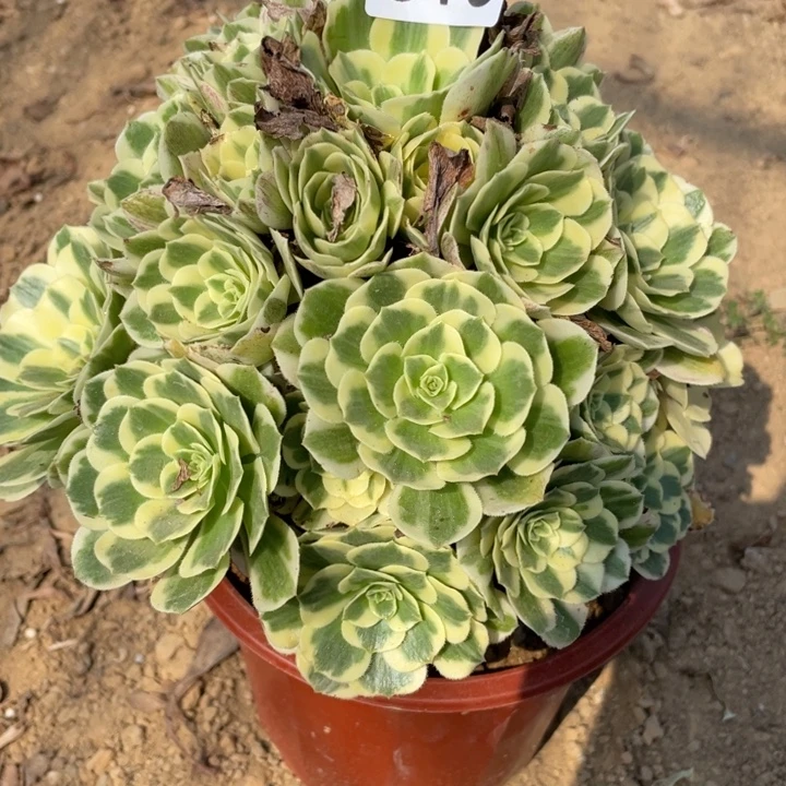 无花朵313多肉植物迈巴赫