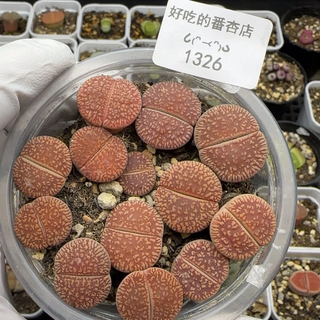 1326。默认脱土。18包邮。偏远88包邮