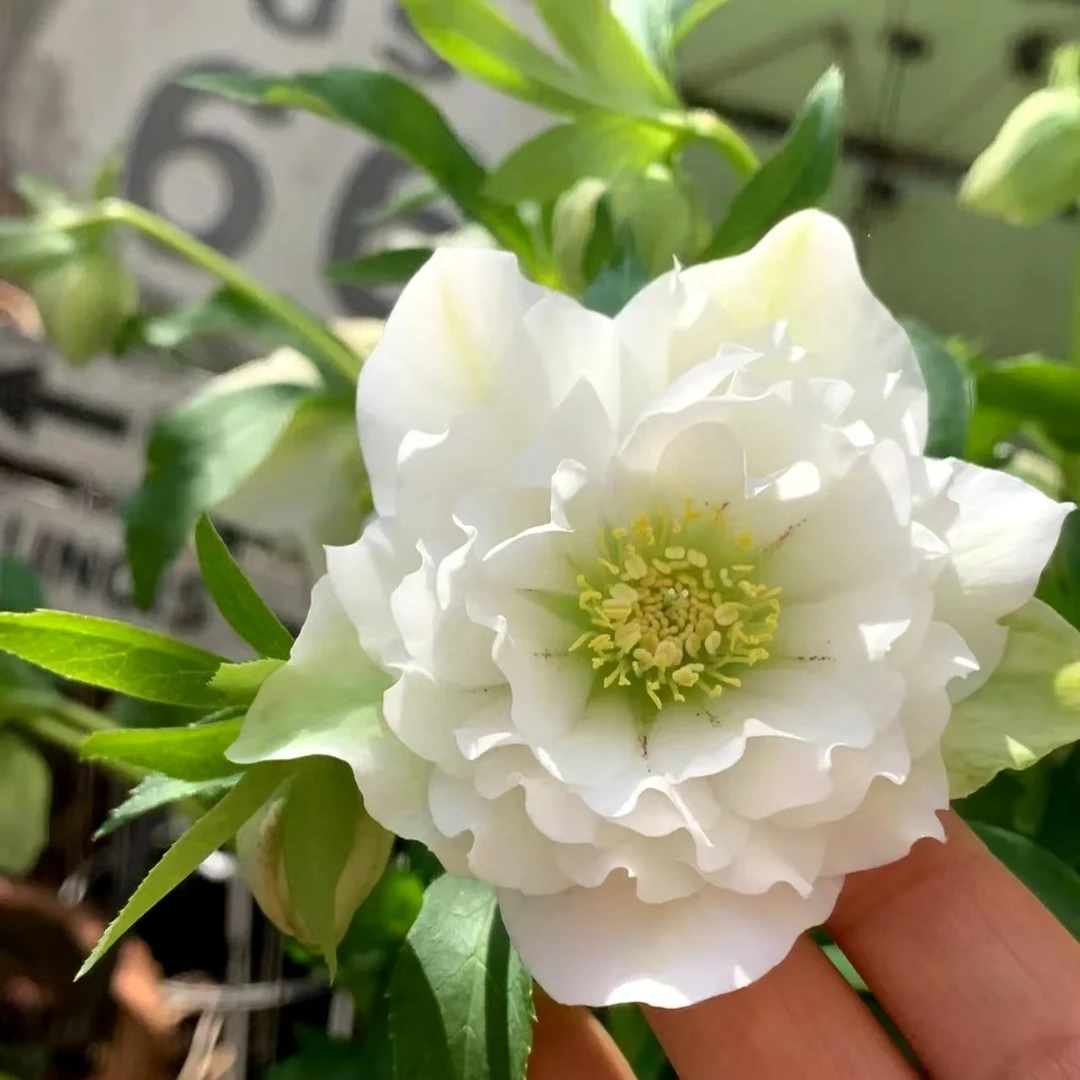 白色重瓣铁筷子 (小盆)圣诞玫瑰盆栽精致白色 云南鲜花绿植