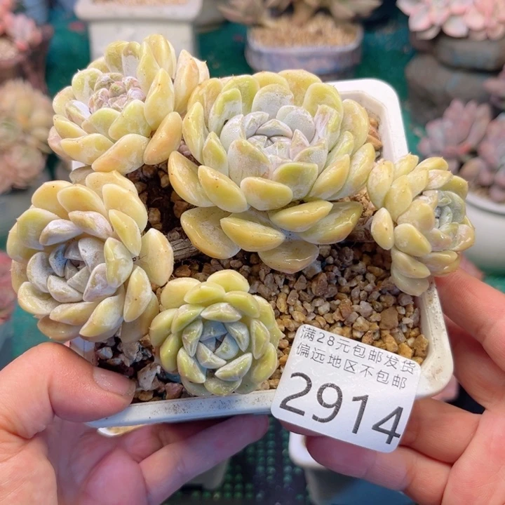 大2914:）xgxbcbcbbn