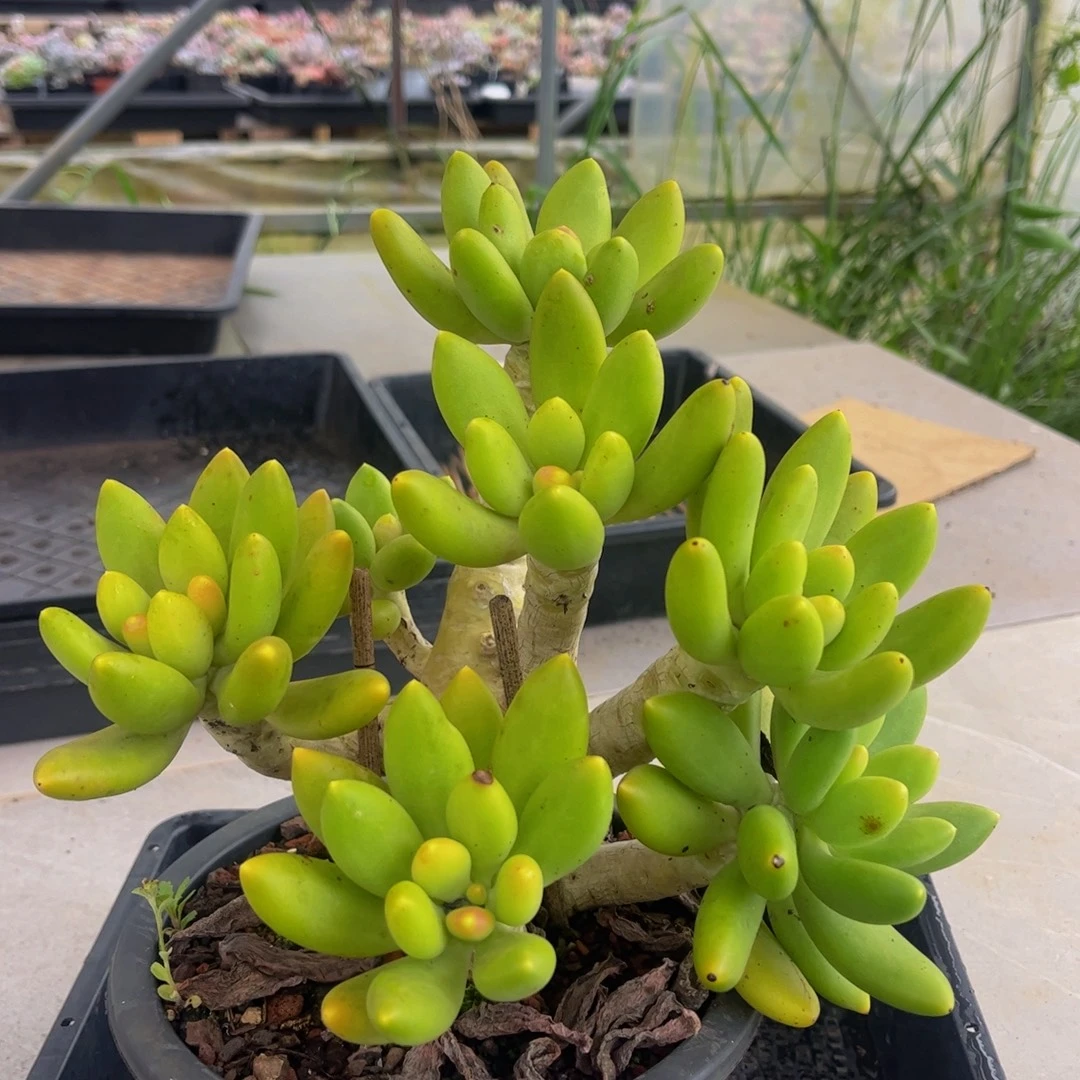 023-芒果奶多肉17cm