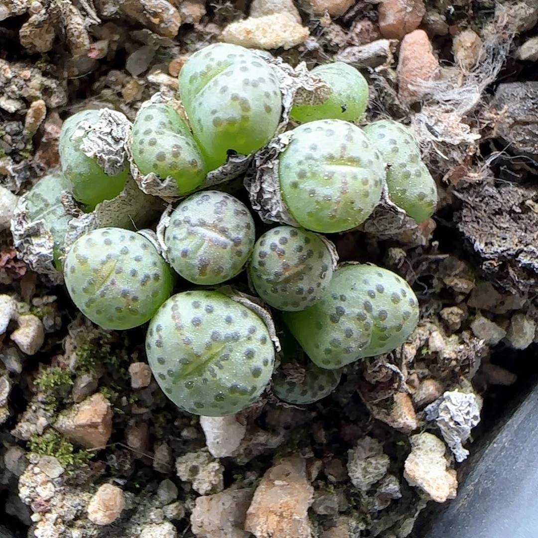 特价墨点群。     48502