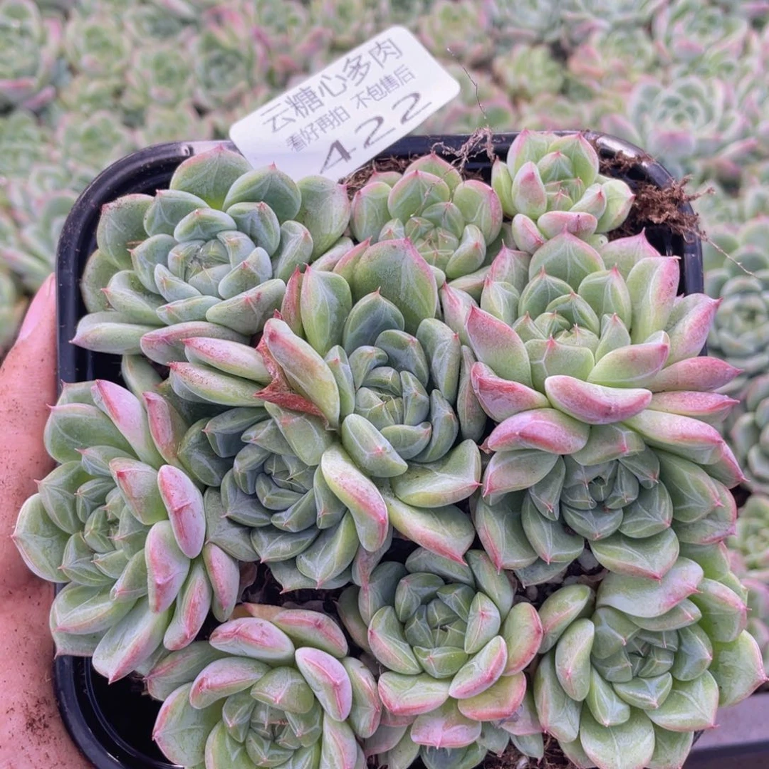 云糖心多肉植物422