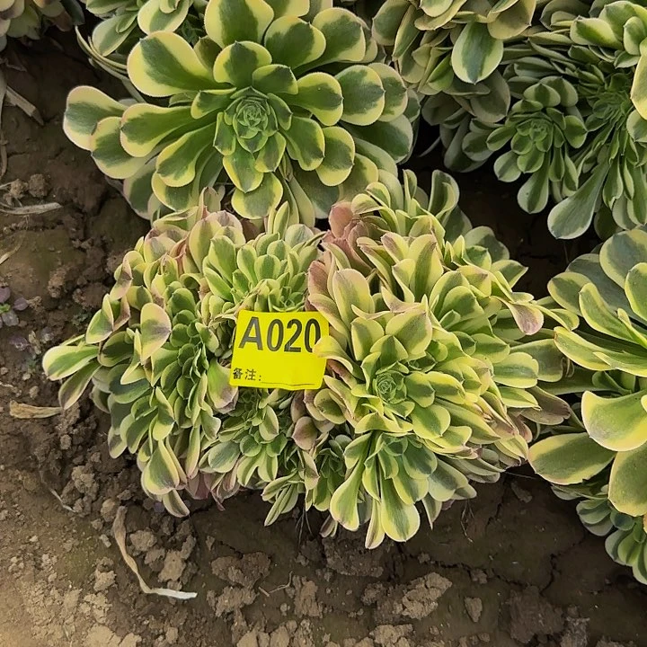 精品缀化一物一拍020