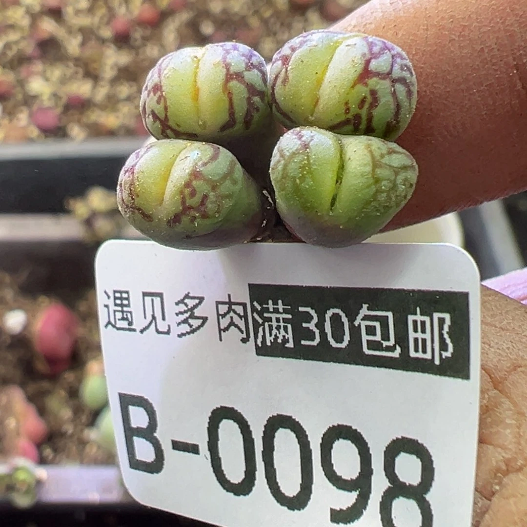 多肉植物11111111111111