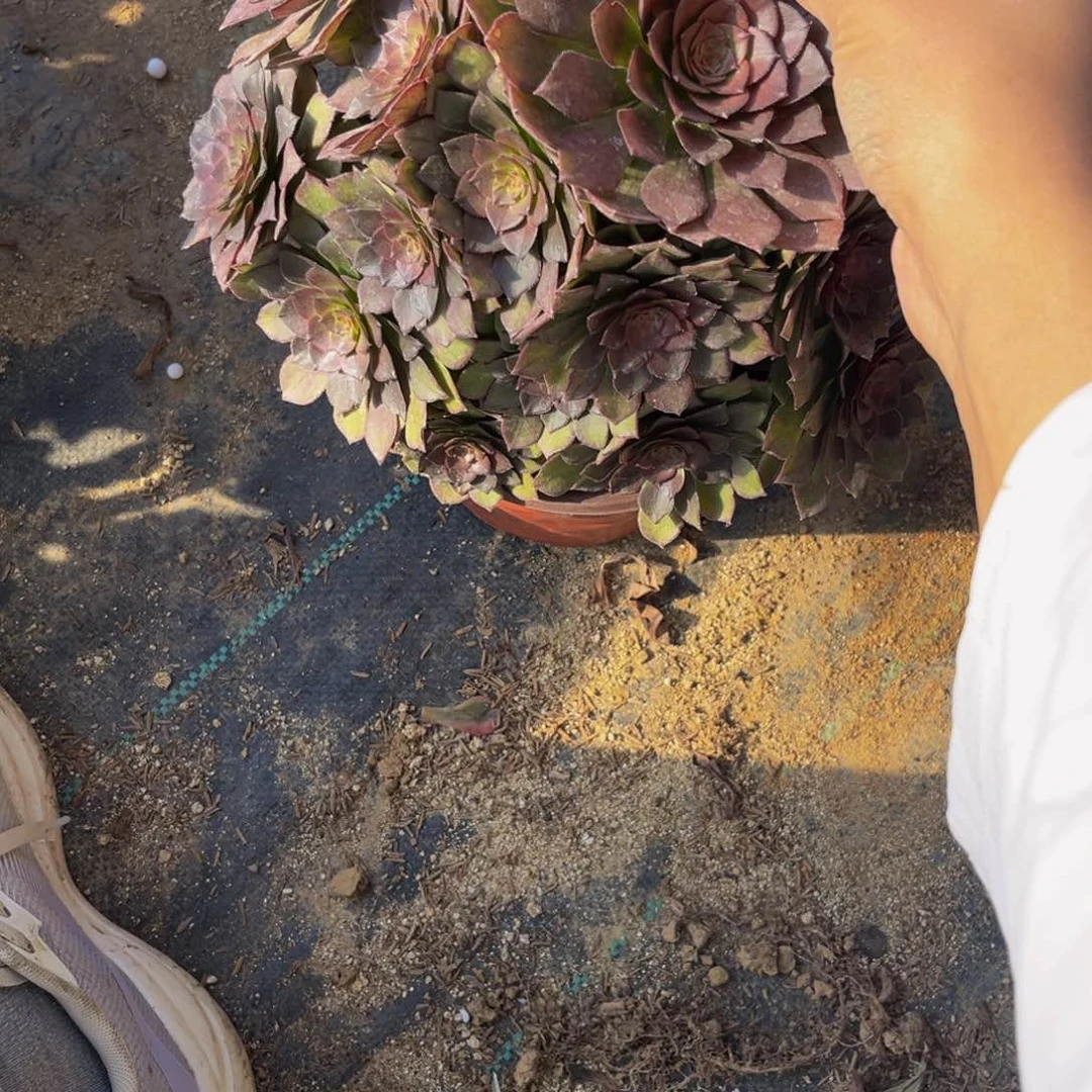 251多肉植物一物一拍