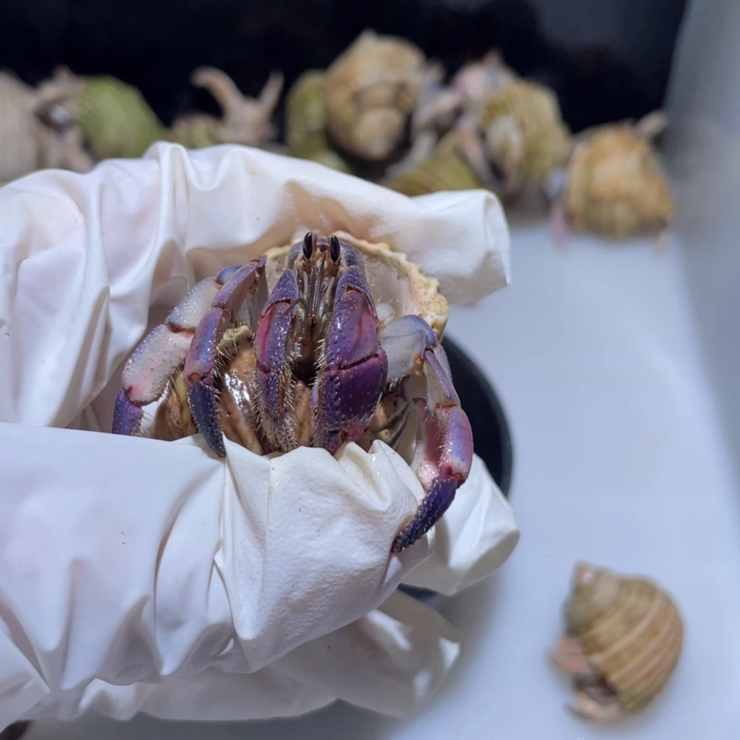 H4 紫陆紫红色1.9口