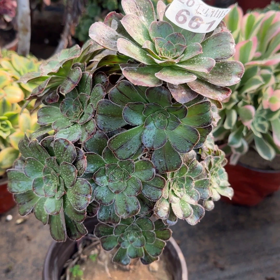 拉丝锦661满20包邮断枝不包