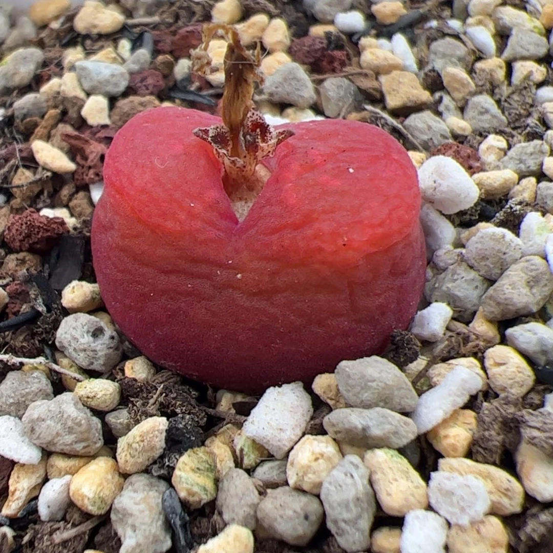 086号y280毛 多肉植物