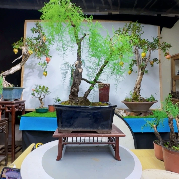 鹅***石无花朵三春柳柽柳观音柳方法与