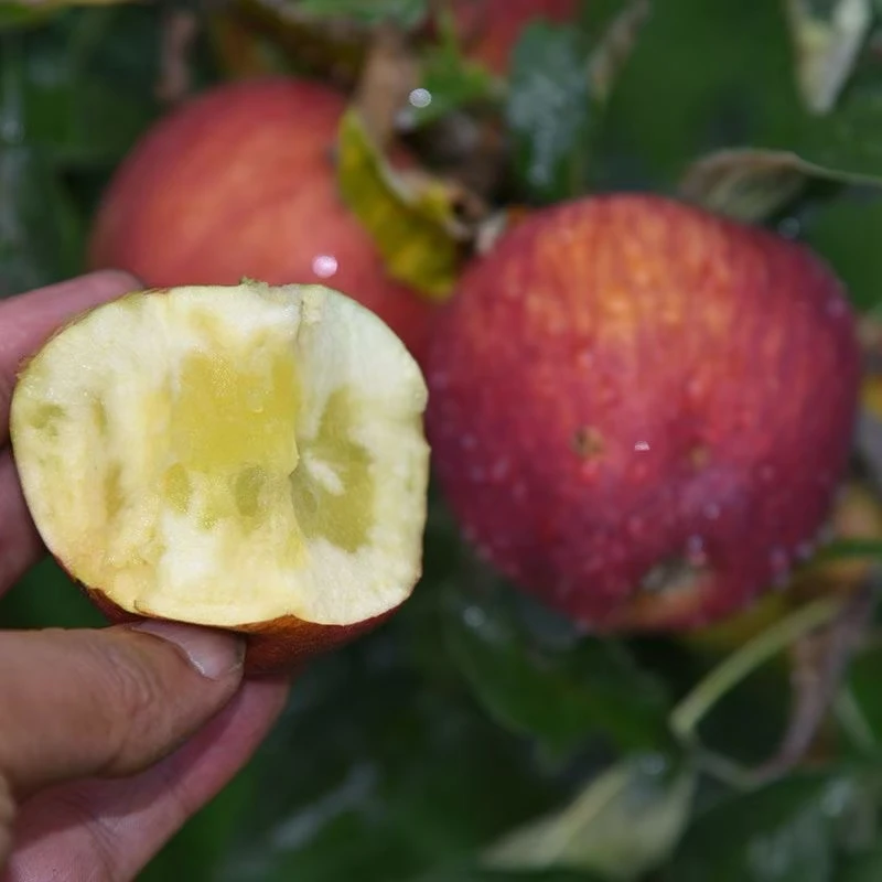 云南昭通红露丑苹果现摘脆甜多汁肉厚营养丰富