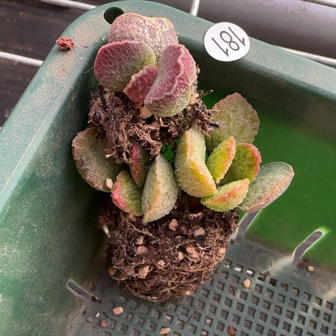 蝈*水泡组合多肉植物
