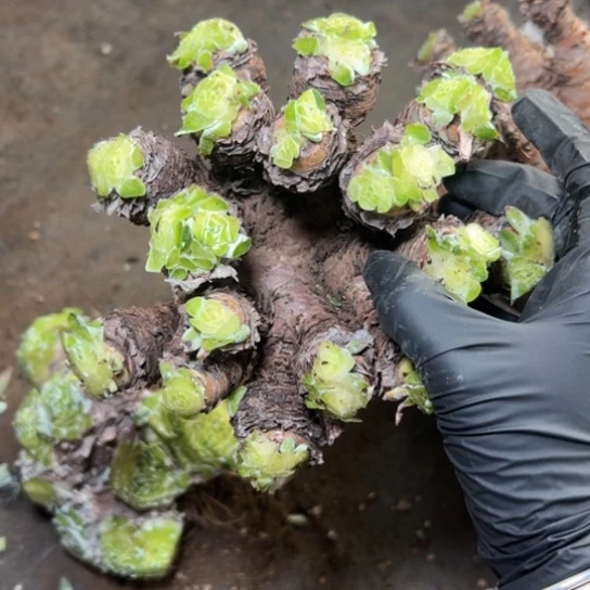 星*秃头盲盒～谢谢宝7842