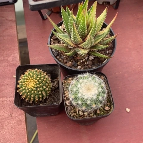 哆***静组合三颗1仙人球