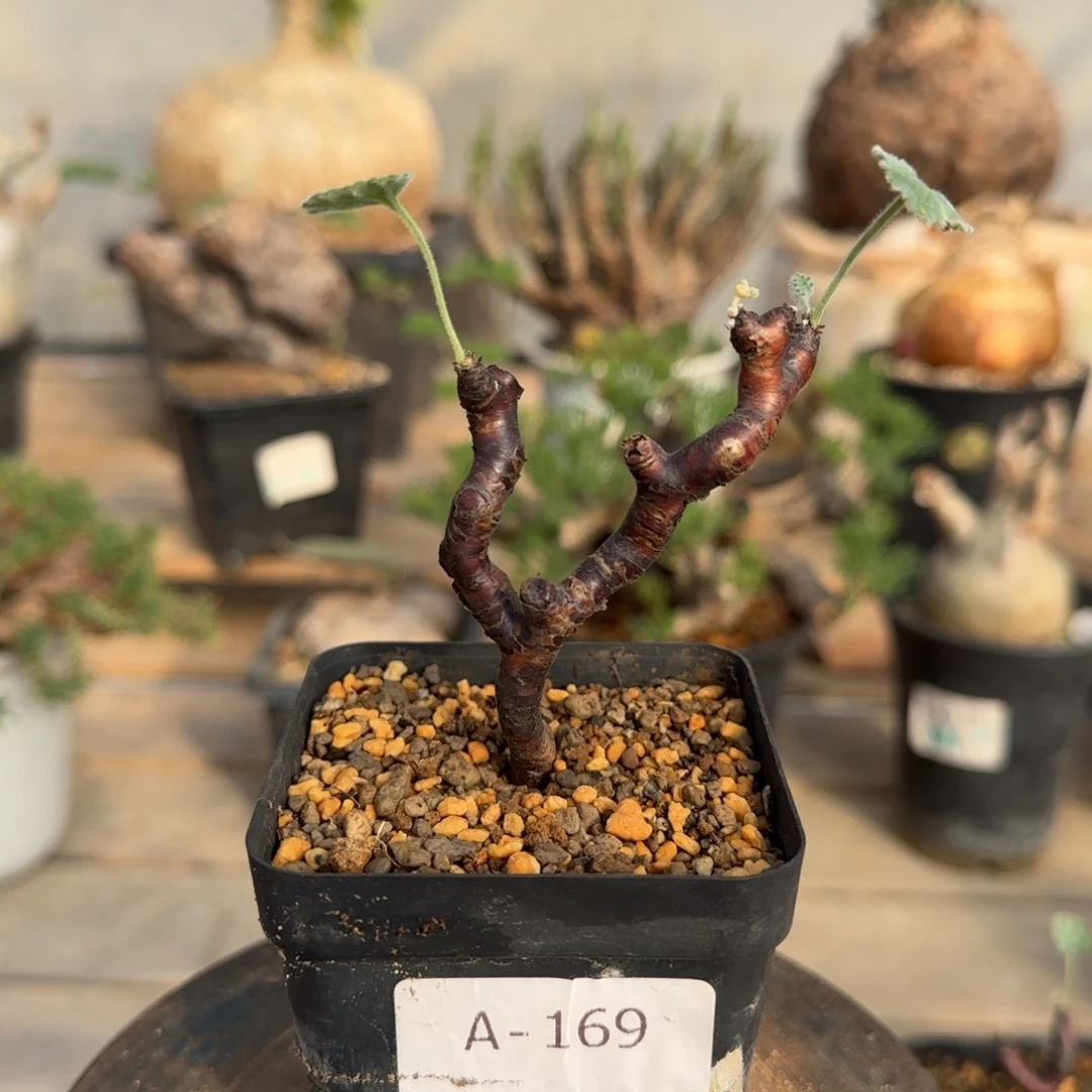 169枝干洋葵断枝满50包邮