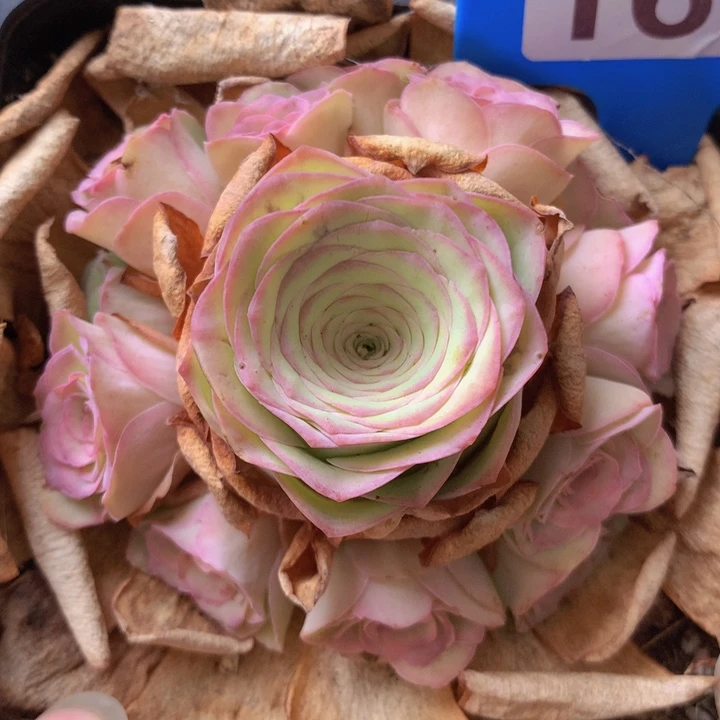 一物一拍小情书167