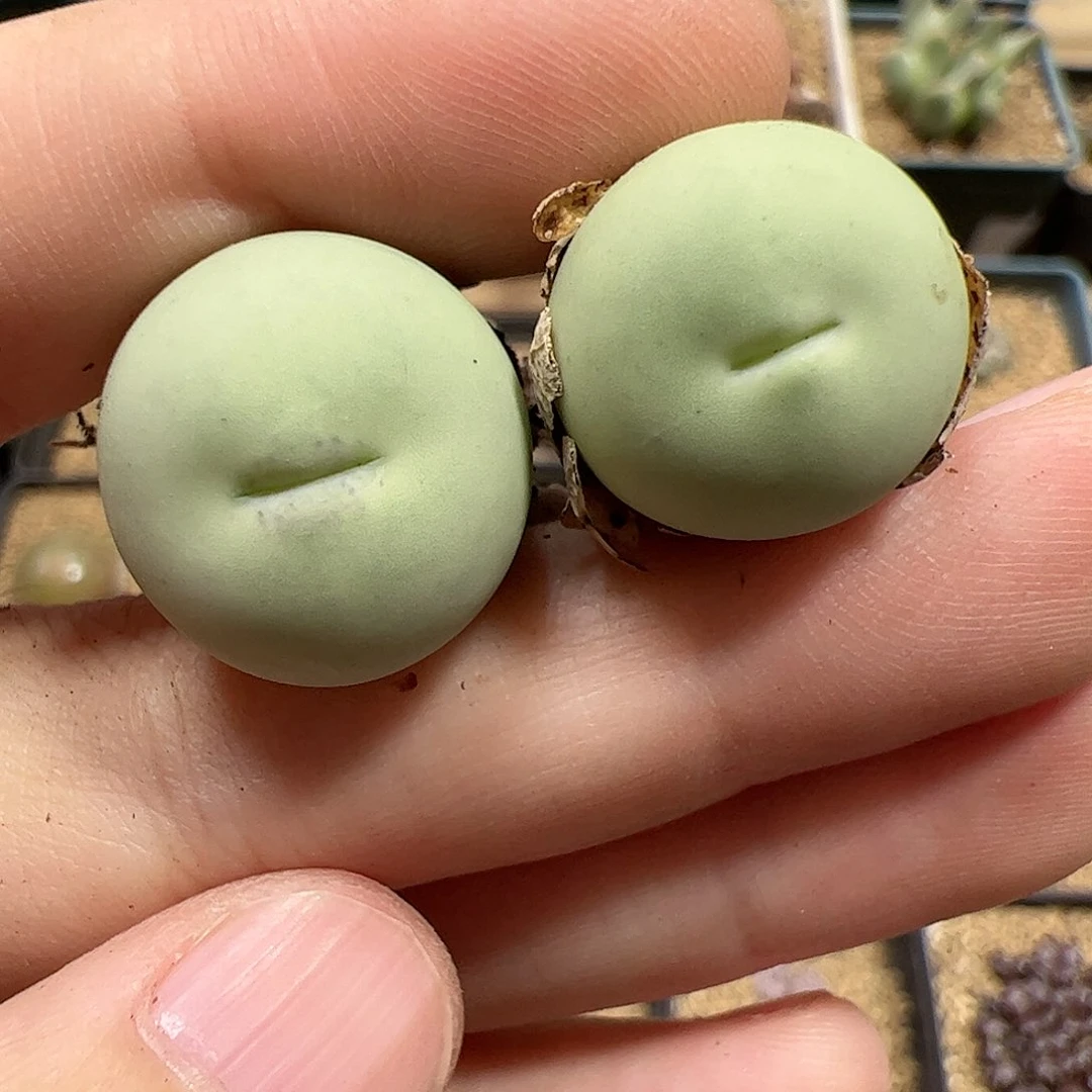 【闪购商品】84 鸽子蛋