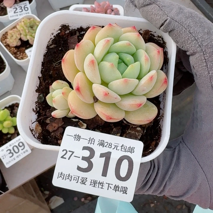 白底香草无盆土发货多肉无