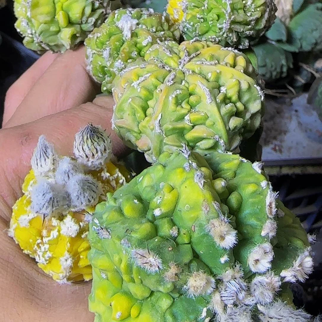 ?****?六个核桃888仙人球