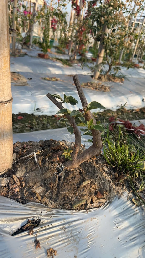 原生马斯桩头三角梅