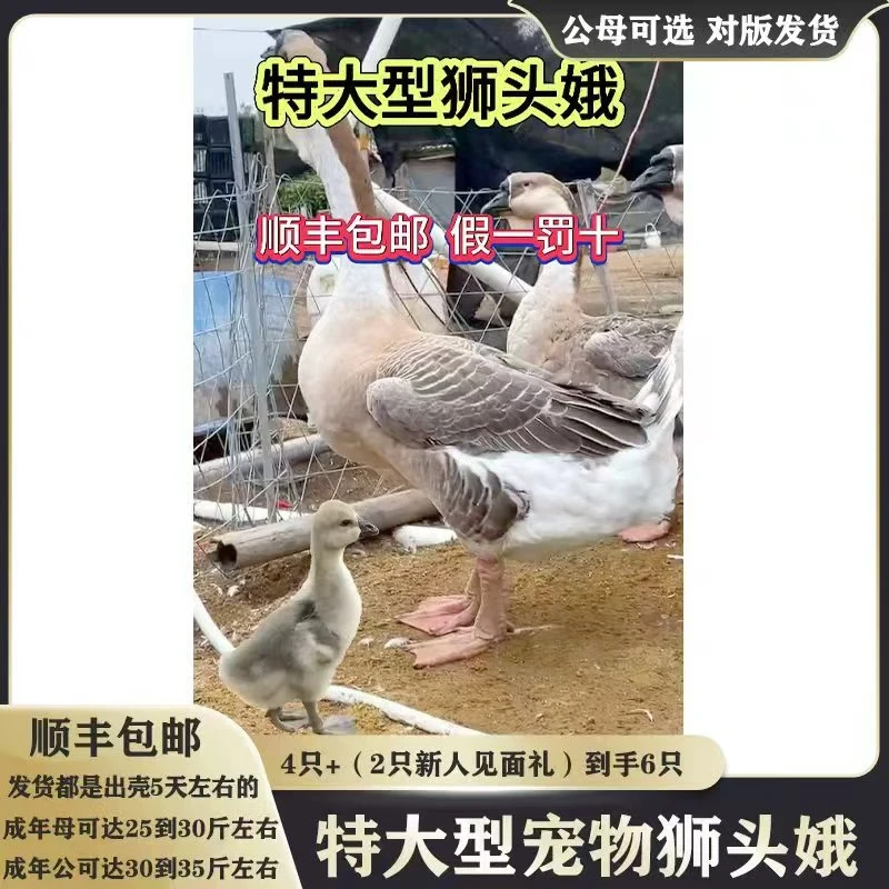 宠物狮头娥顺丰包邮发货都是5天左右的对版发货