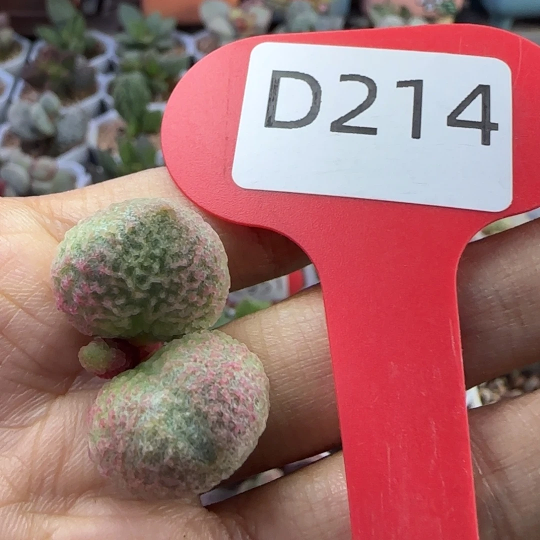 十***三实生花剑。     214。