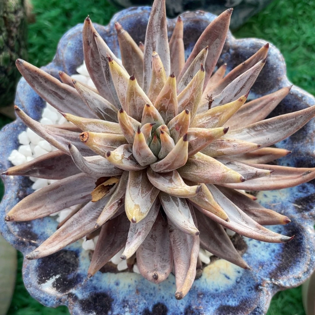 多肉植物盆栽多肉植物