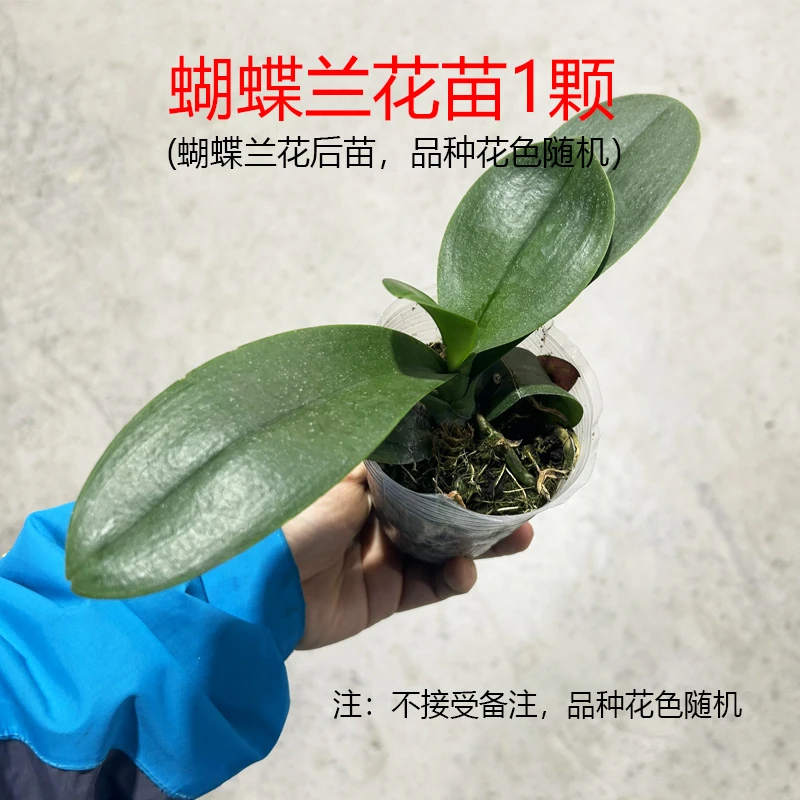 蝴蝶兰花后苗1颗不带花品种颜色随机