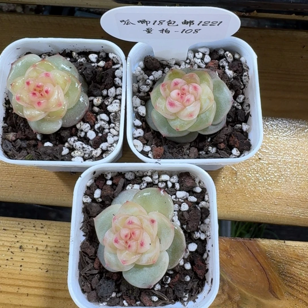 1221-108-芳草十五一颗量拍