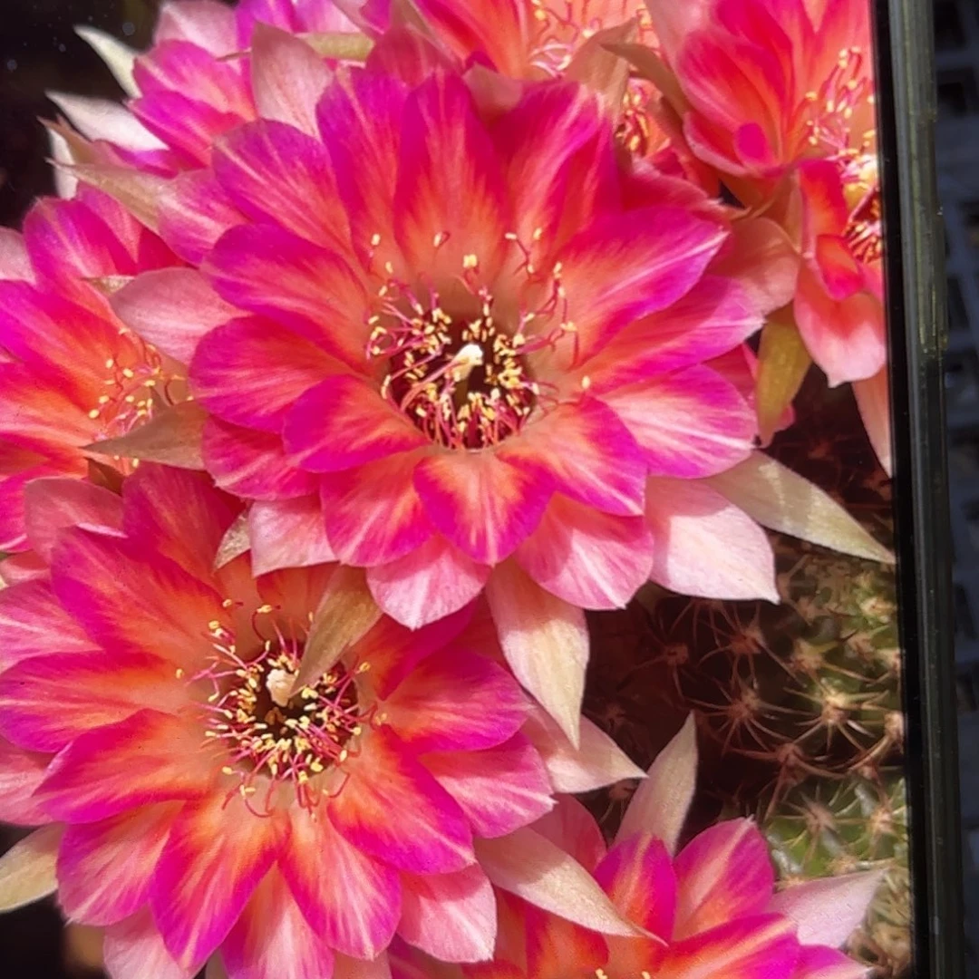 斑斓丽花小侧牙20包邮43