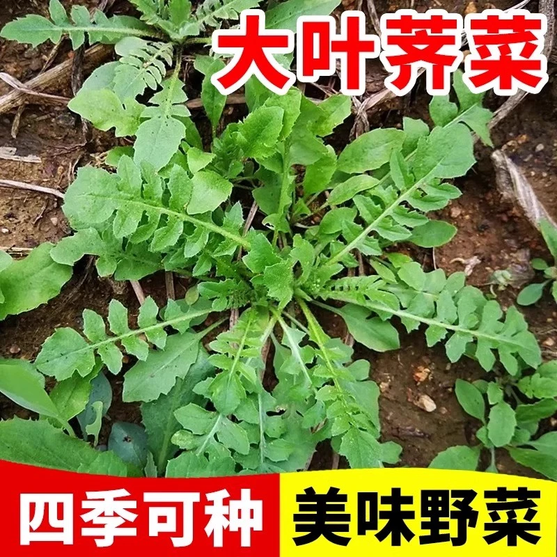荠菜种子大全农家四季大叶春野菜种籽食用盆栽荠荠菜种籽孑青菜籽
