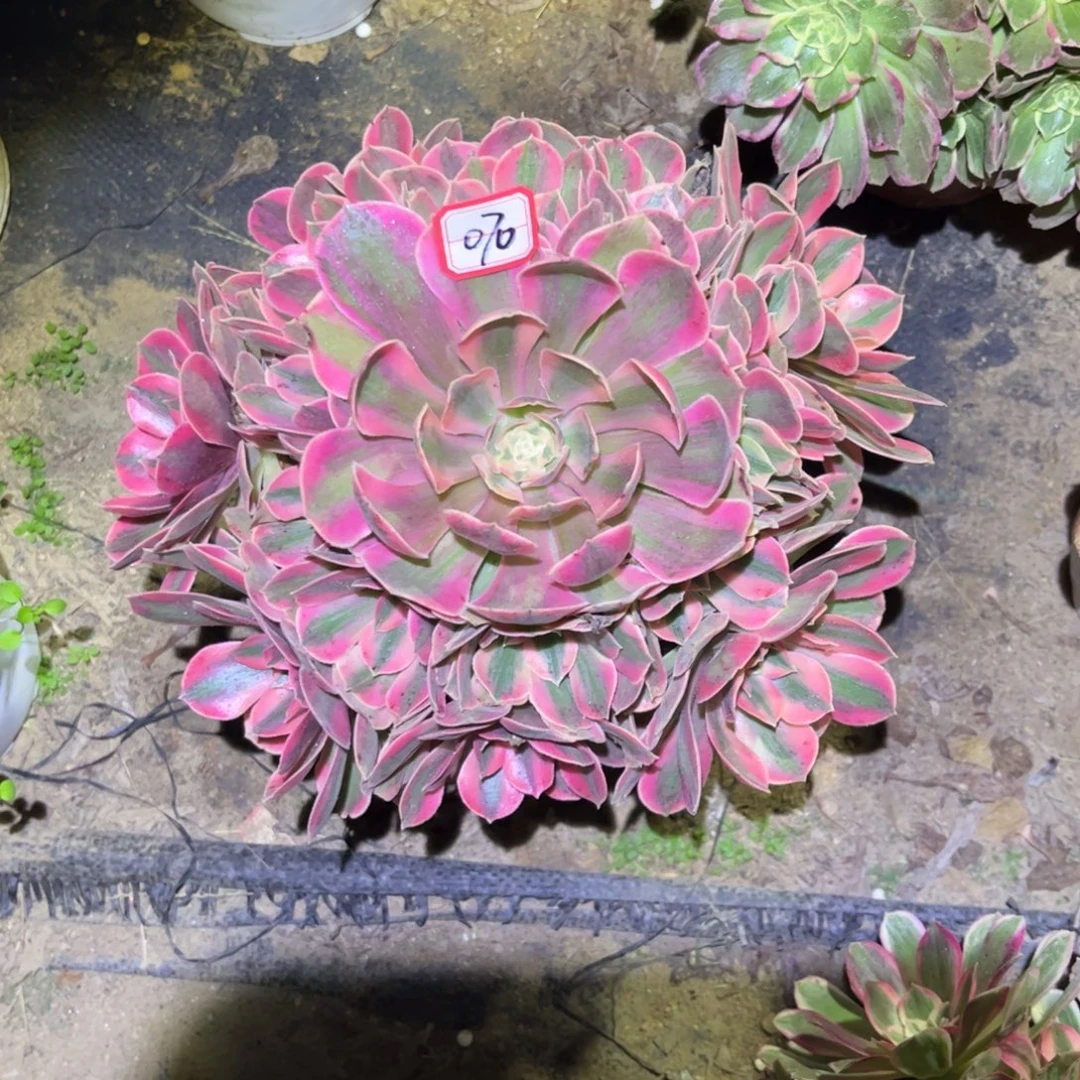 070多肉植物女妖法师