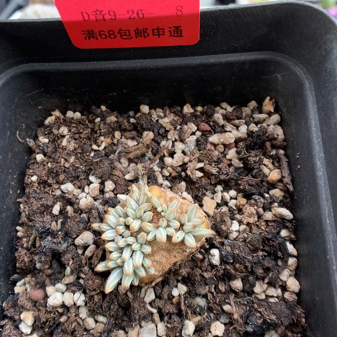 9-26-8 白花韧锦一颗
