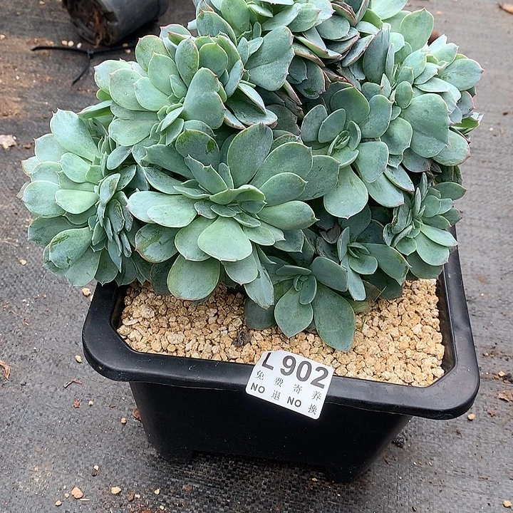 白玉兰缀化 多肉植物，9.28号发