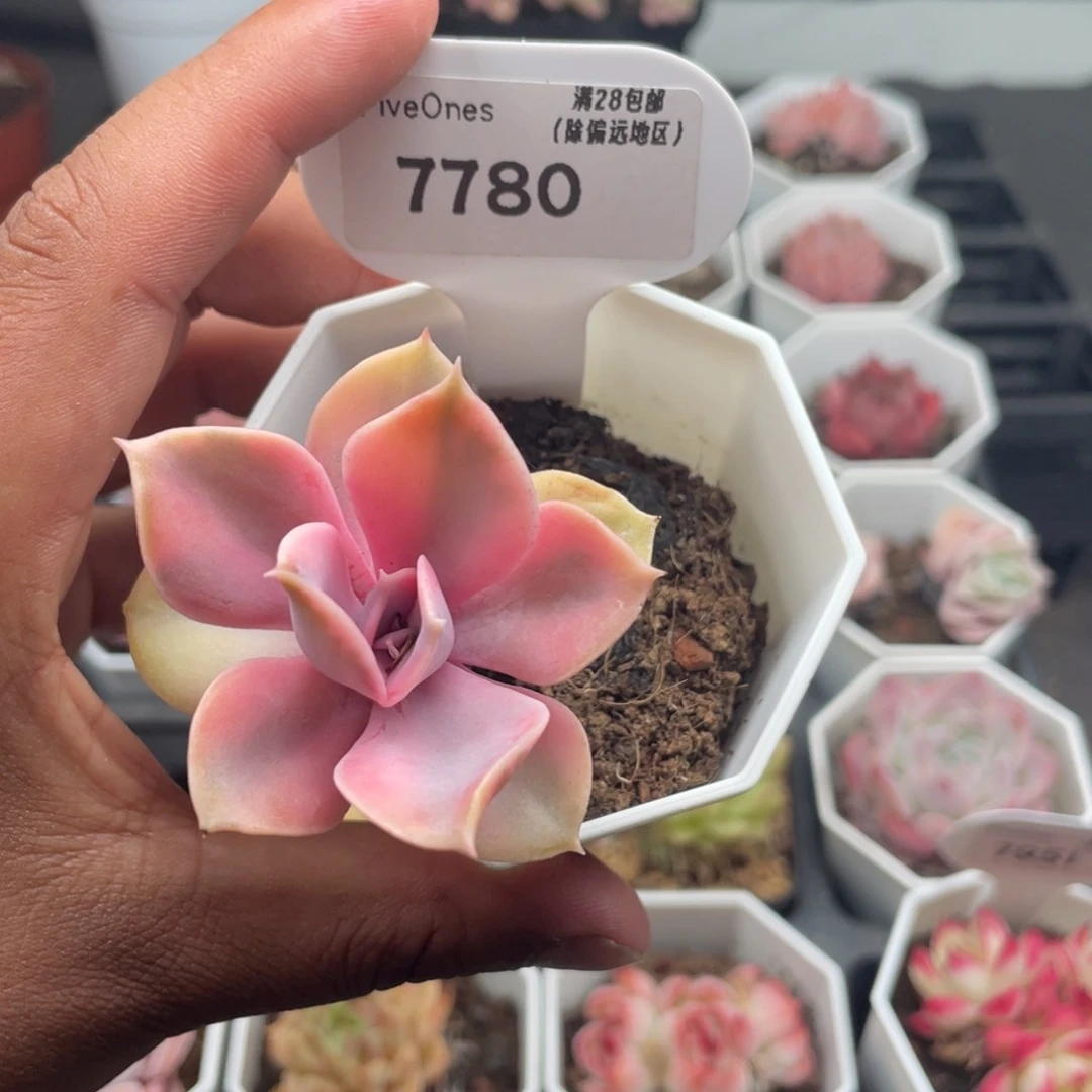 7780彩虹4.0厘米