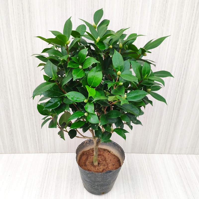 山茶花大红赤丹地栽盆栽树苗四季常青当年开花室内阳台庭院好养