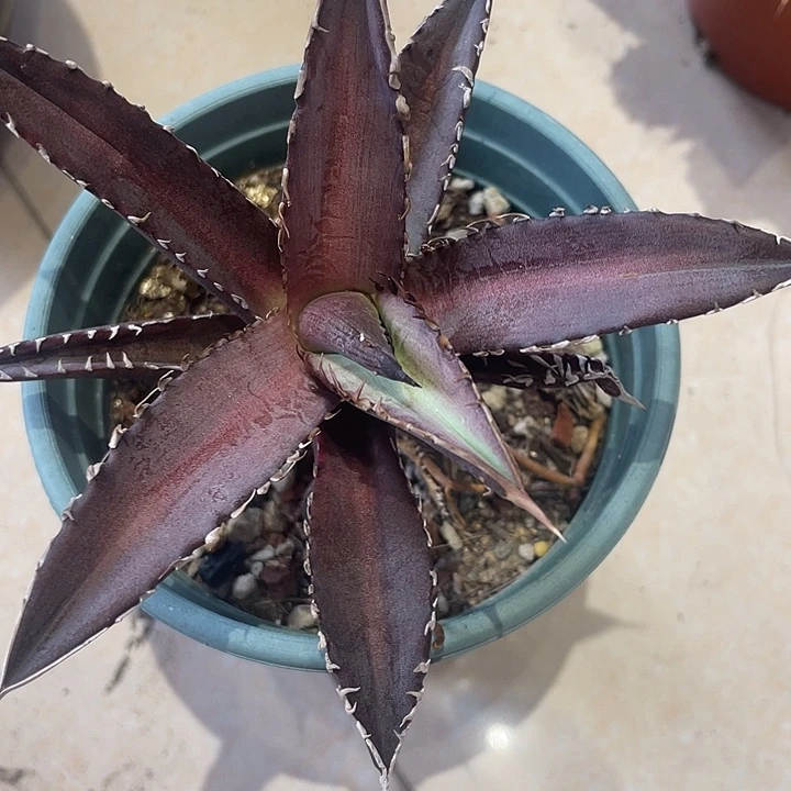 实生不知名龙舌兰仙人球