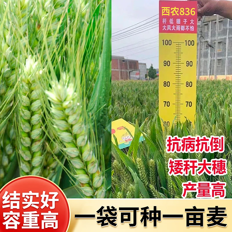 【西农836】10kg/袋半冬性强筋优质小麦品种 大穗抗倒抗寒好产量高