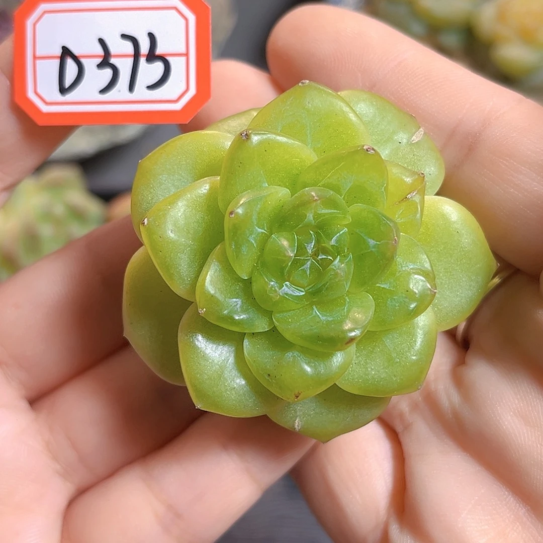 D373 一物一拍 玉果