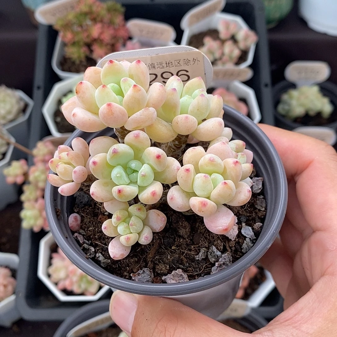 0296 罗琦群 7cm