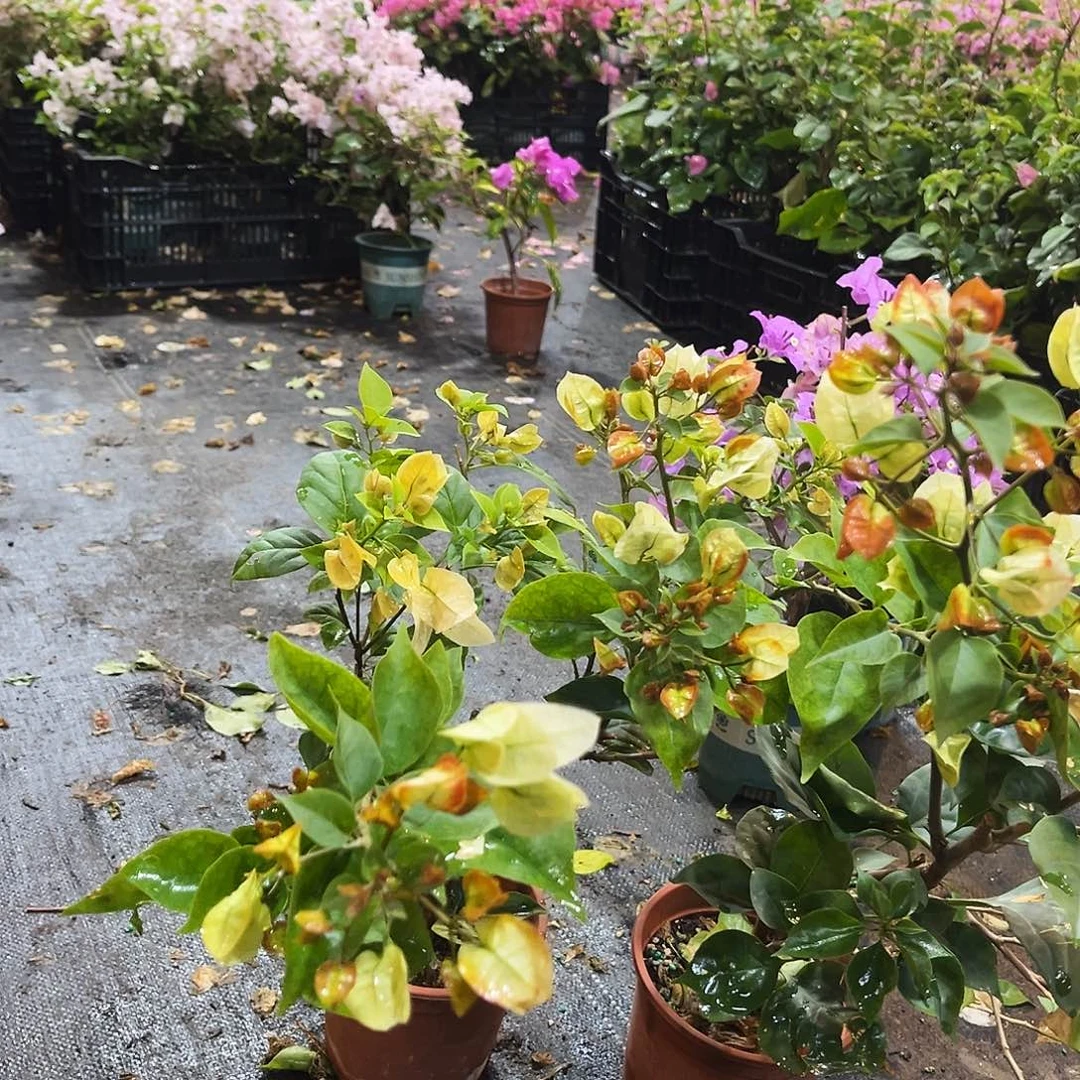 完全开放凤凰掌中宝一颗