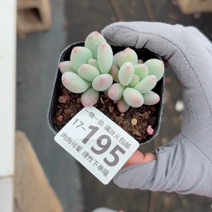 椰奶多肉无盆土发货多肉多肉
