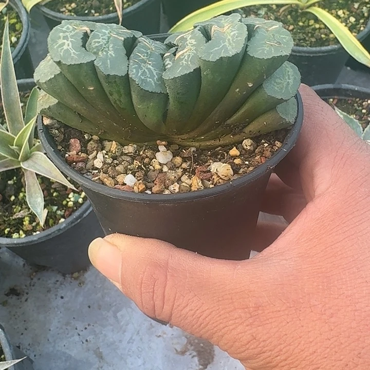 大优玉扇一个带盆发货